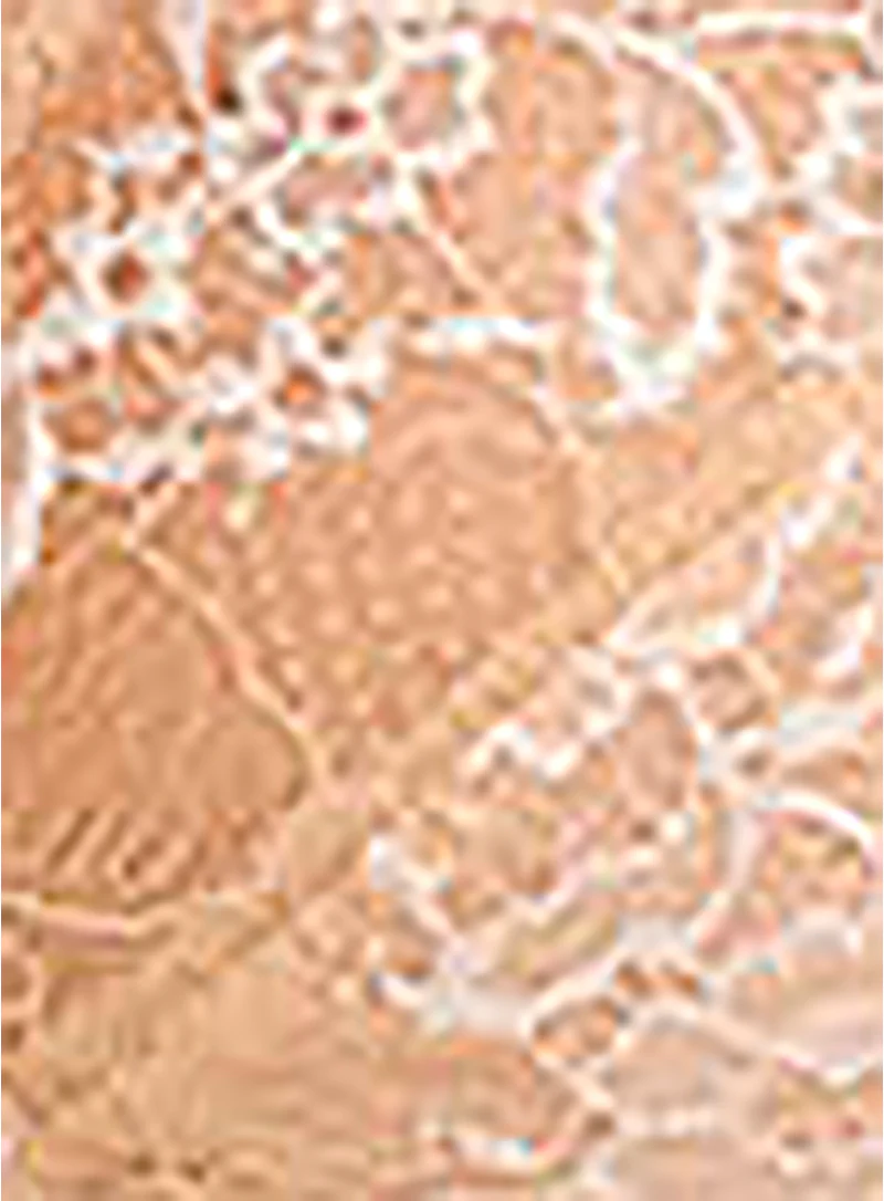 Wacoal: Lace Perfection Underwired Bra Cafe Creme - Image 4